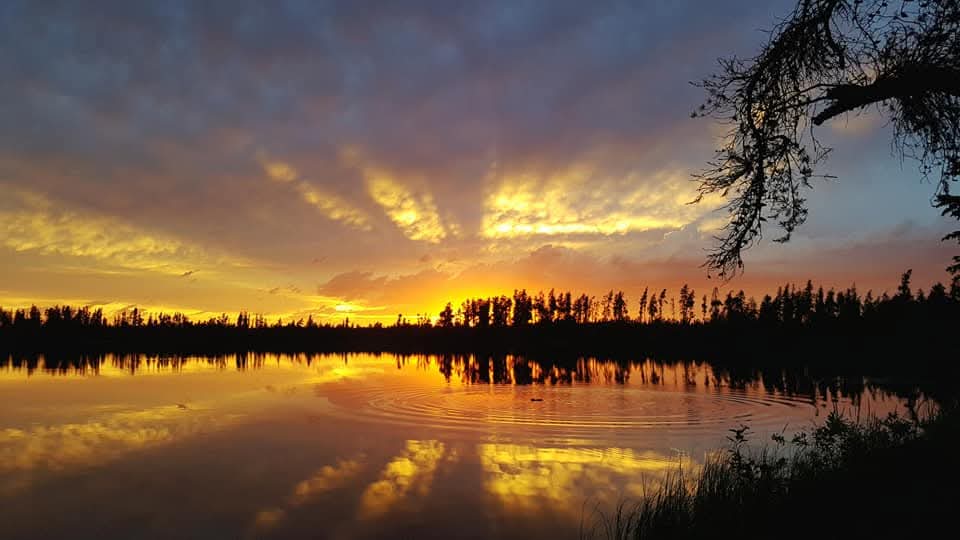 Photo of lake from tree